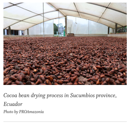 Cocoa_bean_drying_process_in_Sucumbios_province_Ecuador.jpeg