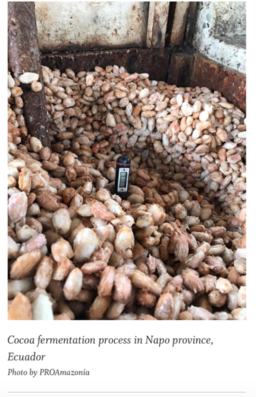 Cocoa_fermentation_process_in_Napo_province_Ecuador.jpeg